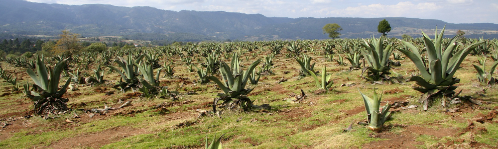 Campañas de Protección Fitosanitaria